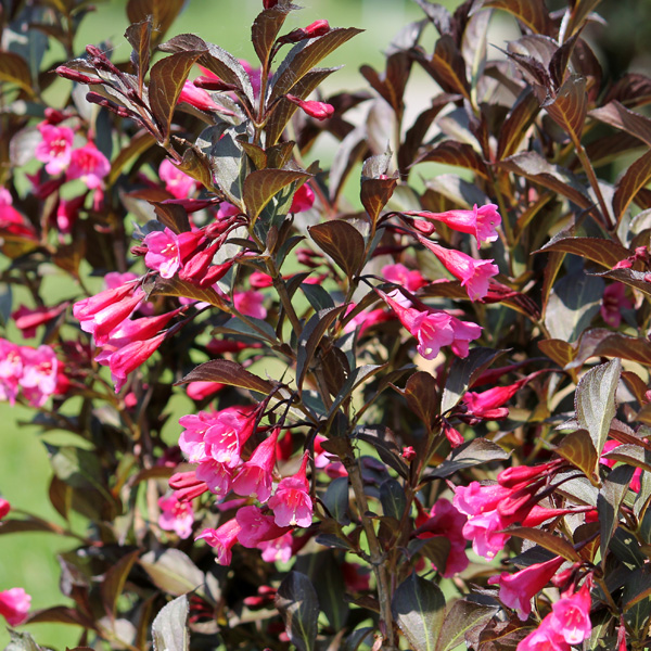 Weigela Foliis Purpurea - Garden Express