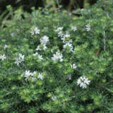 Westringia Jervis Gem Lpowesjge - Garden Express Australia