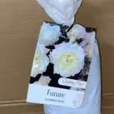 Climbing Rose Future Climbing Rose Future