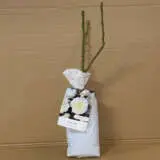 Climbing Rose Future Climbing Rose Future