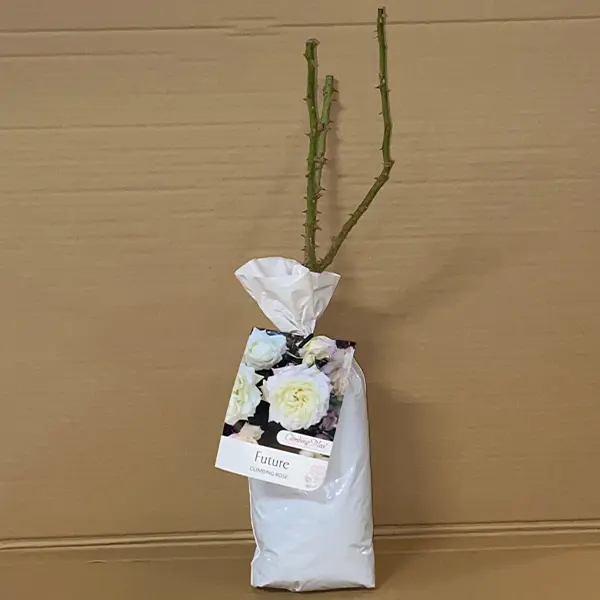 Climbing Rose Future