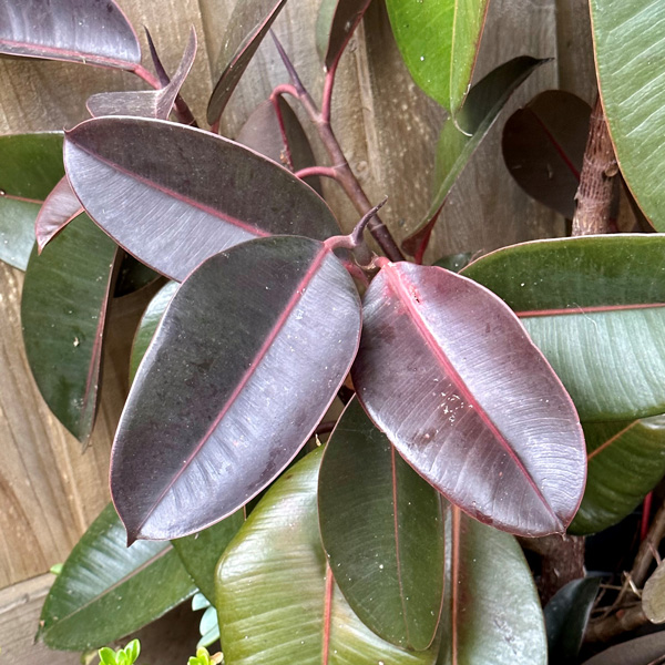 Ficus Burgundy Garden Express