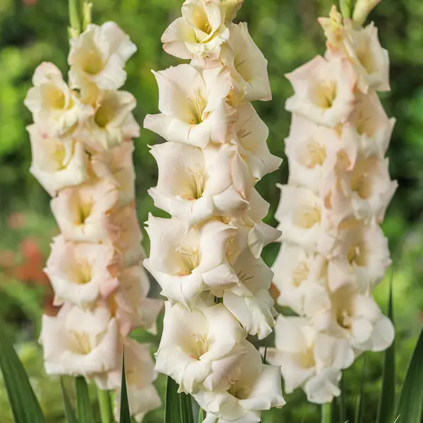 Gladioli Cream Perfection