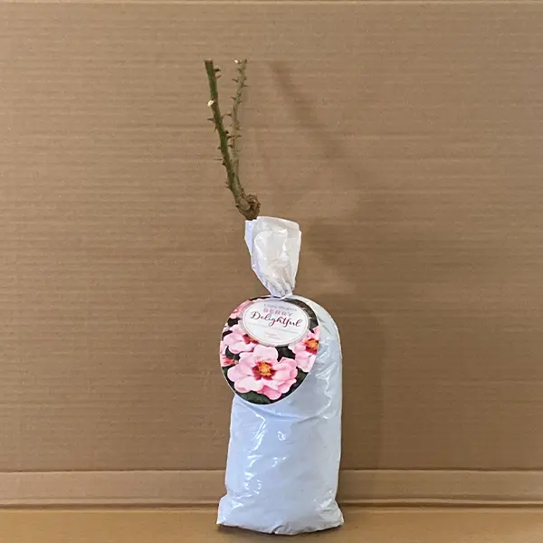 Rose Berry Delightful Rose Berry Delightful