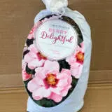 Rose Berry Delightful Rose Berry Delightful