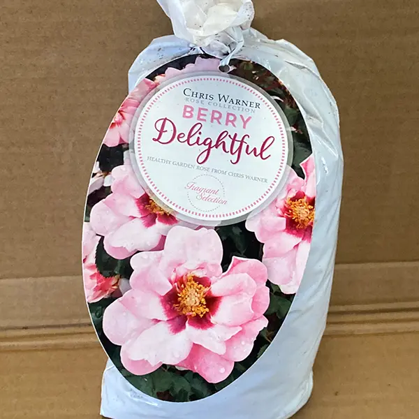 Rose Berry Delightful Rose Berry Delightful