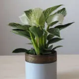 Philodendron Birkin P10phibir - Garden Express Australia