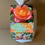 Rose Jazz Festival Rose Jazz Festival