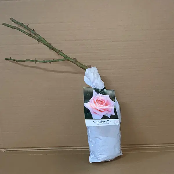 Rose Cinderella Rose Cinderella