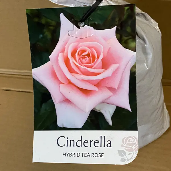 Rose Cinderella Rose Cinderella