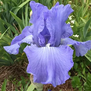 Bearded Iris Full Tide