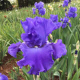 Bearded Iris Paquini