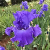 Bearded Iris Paquini Pkbirpaq - Garden Express Australia