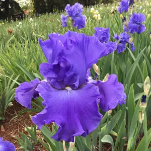 Bearded Iris Paquini