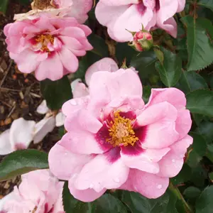 Rose Berry Delightful Rose Berry Delightful