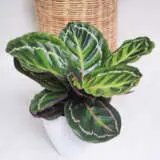 Calathea Illustris Pplcalill - Garden Express Australia