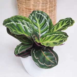 Calathea Illustris