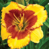 Daylily Morning Colours