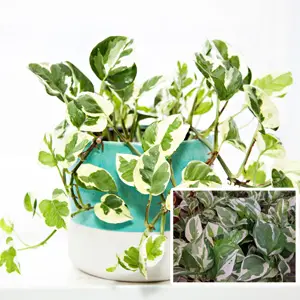 Epipremnum Snow Queen