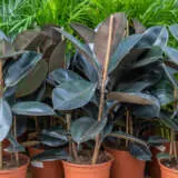 Ficus Burgundy Pplficbur - Garden Express Australia