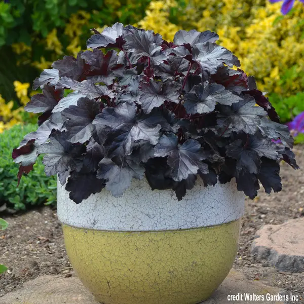 Heuchera Black Pearl Heuchera Black Pearl