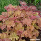 Heuchera Caramel