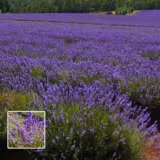 Lavender Bridestowe Jennifer Lpolavbje - Garden Express Australia