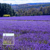 Lavender Bridestowe Philippa (pbr)