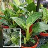 Philodendron Birkin Philodendron Birkin