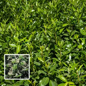 Portugese Laurel