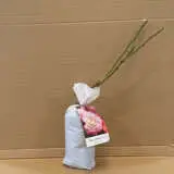 Rose Beautiful Girl Rose Beautiful Girl