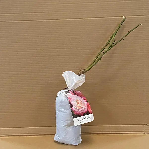 Rose Beautiful Girl Rose Beautiful Girl