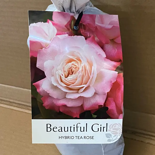 Rose Beautiful Girl Rose Beautiful Girl