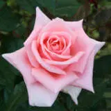 Rose Cinderella Roshcin - Garden Express Australia