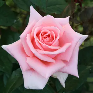 Rose Cinderella Rose Cinderella