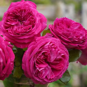 Image of Parfuma Rose Close-Up