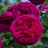 Rose Falstaff Rosdfal - Garden Express Australia
