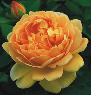 golden celebration rose care