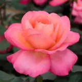 Rose Jazz Festival Roshjfe - Garden Express Australia