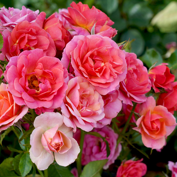 Rose Mandarin Garden Express