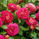 Rose No Surrender Rose No Surrender