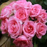 Rose Perfume Passion Roshppa - Garden Express Australia