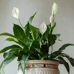 Indoor Plants That Provide More Oxygen Spathiphyllum Peace Lily Pplspapli - Garden Express Australia