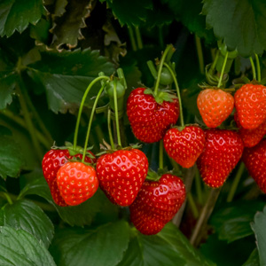 Strawberry Sugarbaby (pbr)