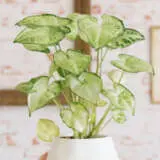 Syngonium White Butterfly Pplsynwbu - Garden Express Australia