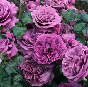 Rose Transplant Australias Thank You Rose