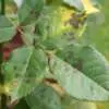 Black Spots on Roses black spots on rose leaf