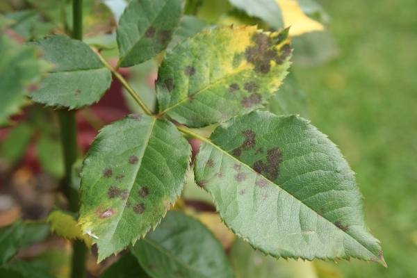black spots on rose leaf