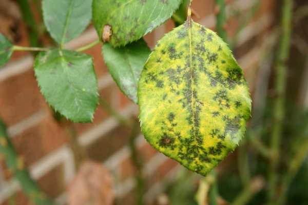 Black Spots On Roses