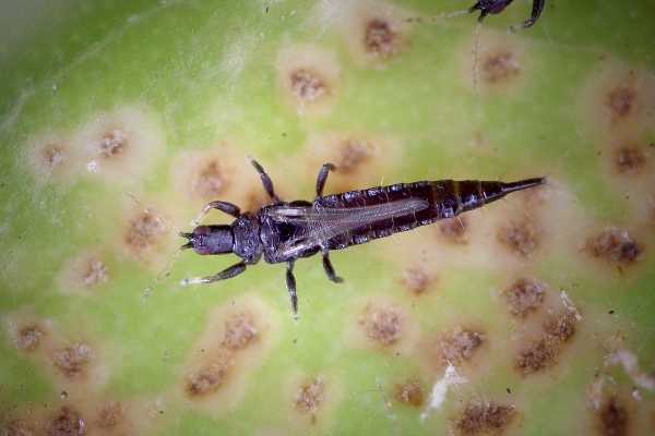 Thrips On Roses